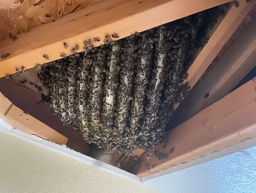 A bee hive built into open roof rafters, the kind of stinging-insect problem general pest control covers