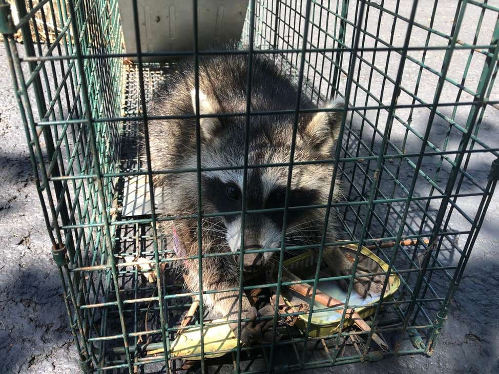 Raccoon captured during nuisance wildlife removal
