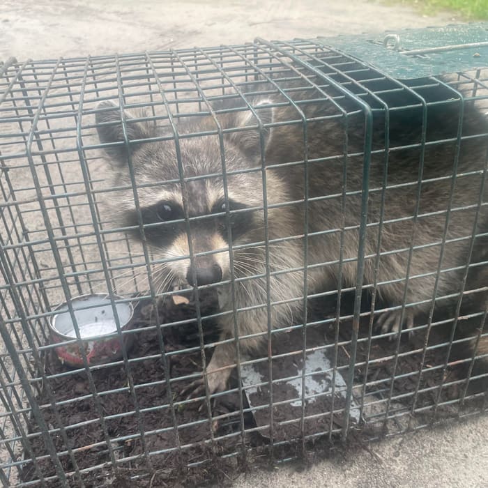 A raccoon trapped and removed from a customer's property
