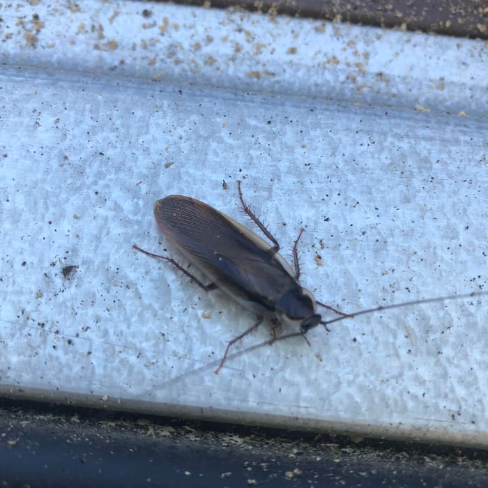 A cockroach found during an exterior inspection
