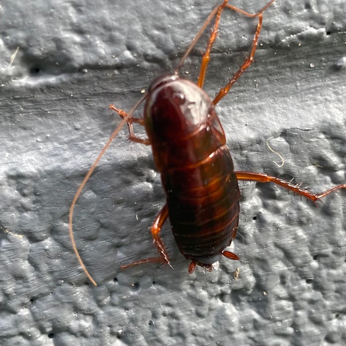 A cockroach up close during a pest inspection