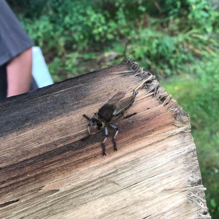 A robber fly, a beneficial predator insect, spotted on a job site