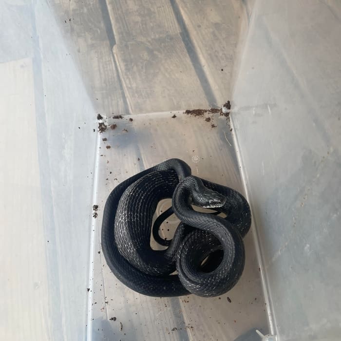 A black snake caught during a wildlife call