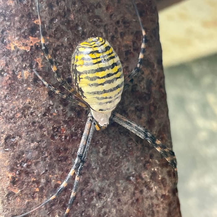 An orb weaver spider found on a job site