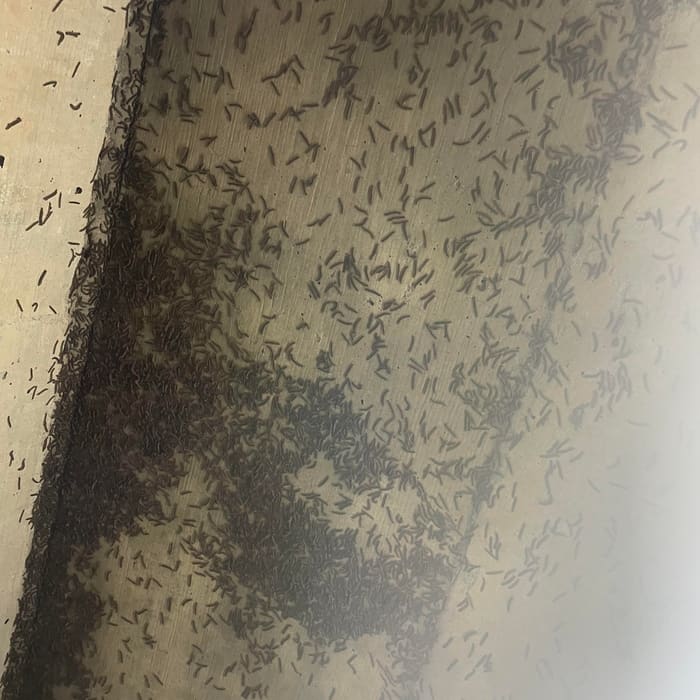 A termite swarm along a crawlspace wall