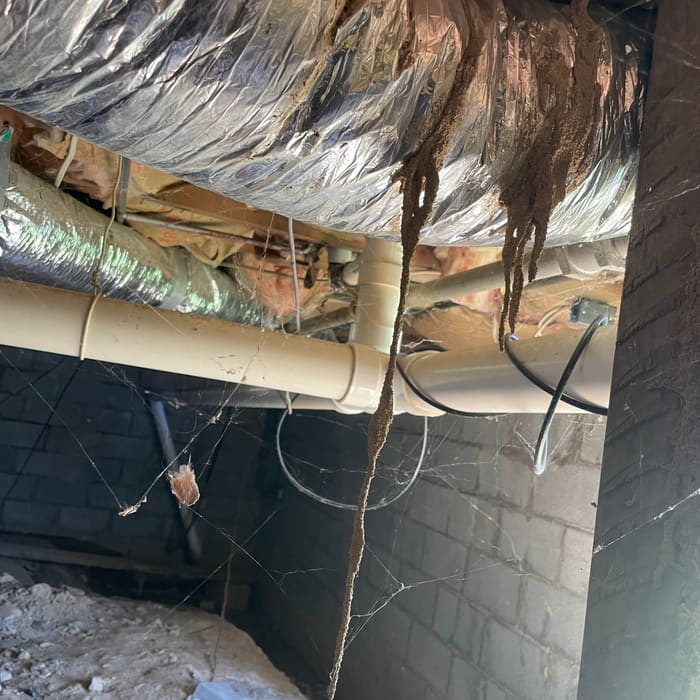 Termite tubes running along crawlspace ductwork