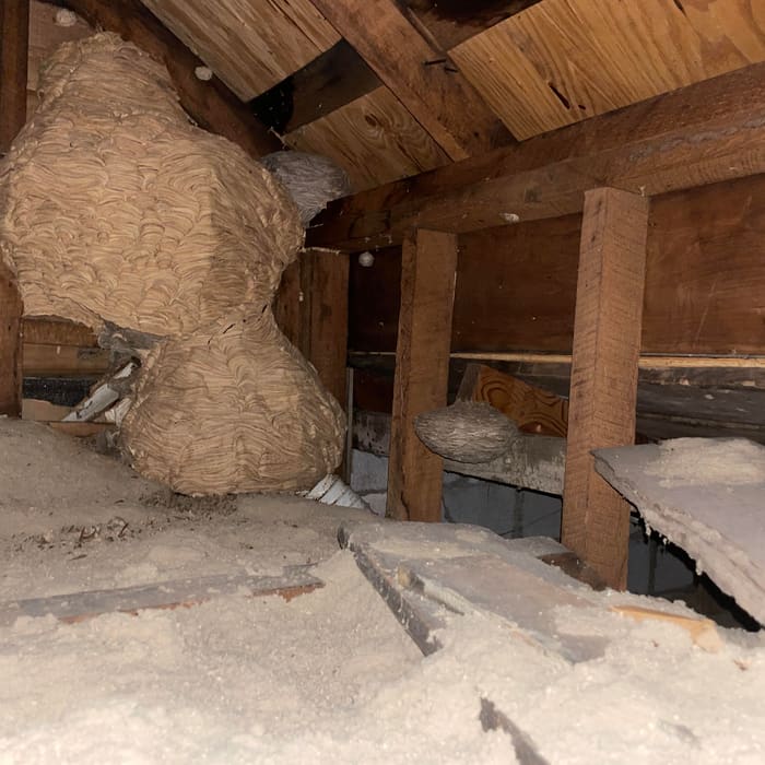 A wasp nest built into attic rafters