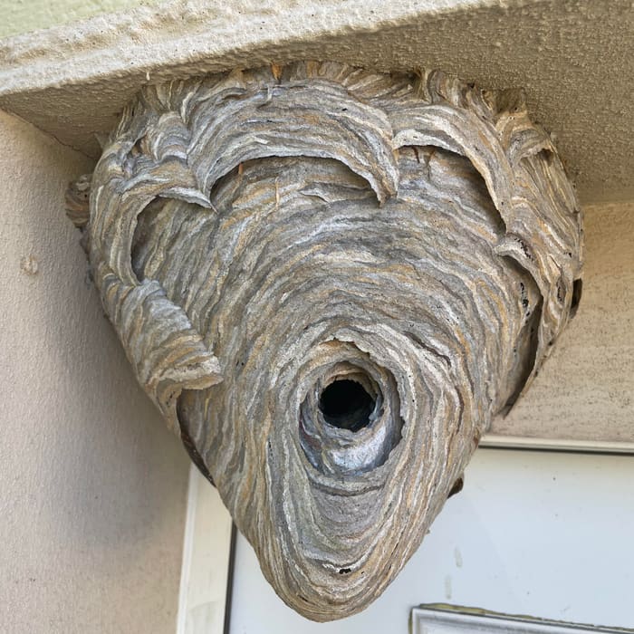 A paper wasp nest tucked under a roof eave
