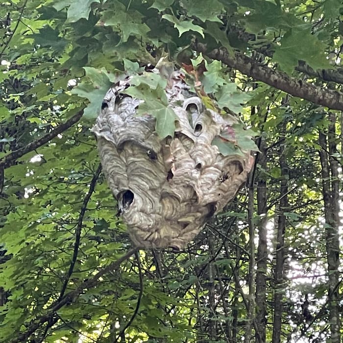 A large hornet's nest in a backyard tree