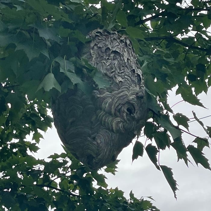 Another hornet's nest found in a tree