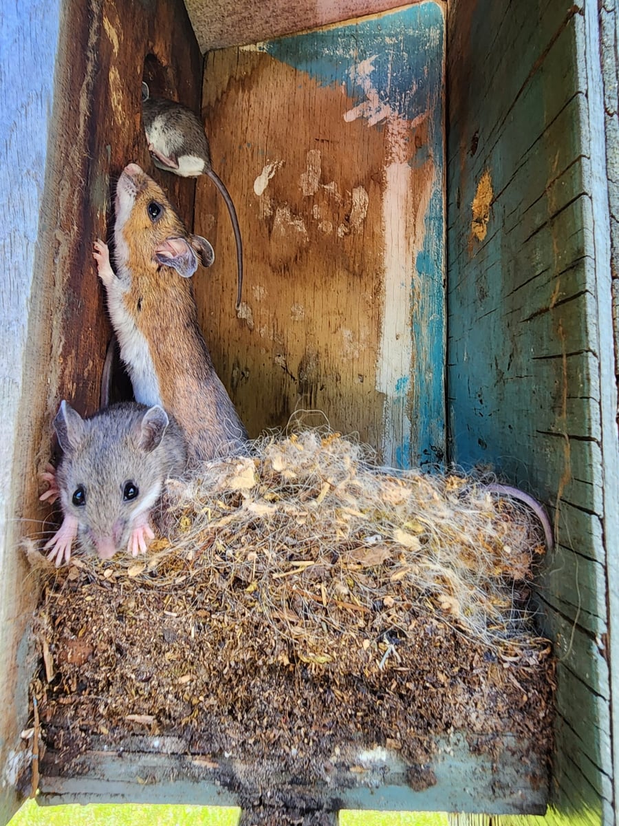 A mouse nest with young, the kind of infestation found in wall voids and attics