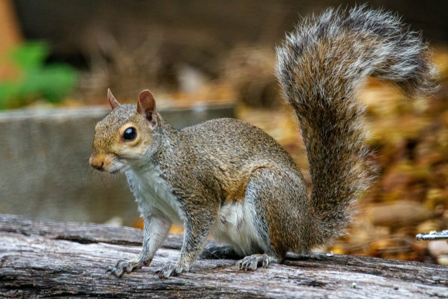 A squirrel, one of the nuisance wildlife species we remove