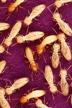 Close-up of a termite with visible mandibles