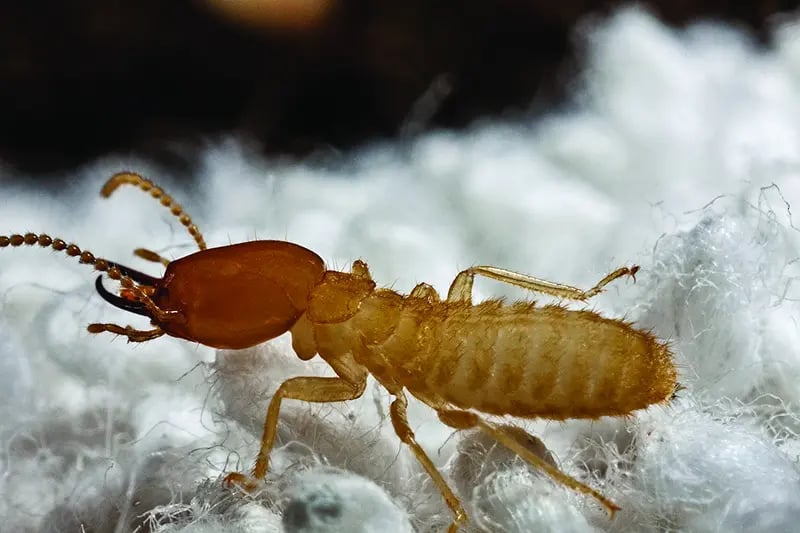 A cluster of termites and larvae found in an active colony