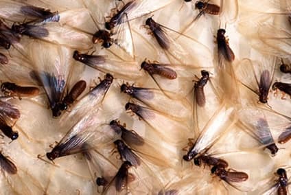 Termites and swarmers found during a termite inspection